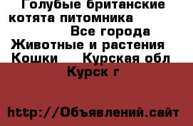 Голубые британские котята питомника Silvery Snow. - Все города Животные и растения » Кошки   . Курская обл.,Курск г.